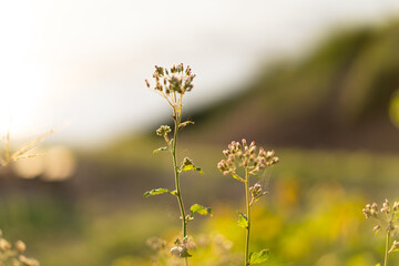 yellow flowers in the meadow