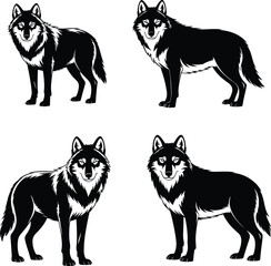 Four Black and White Wolves Standing on White Background