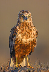 Marsh Harrier at dawn in warm tones