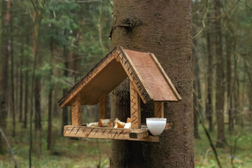 A bird and wildlife feeder attached to a tree in a coniferous forest.