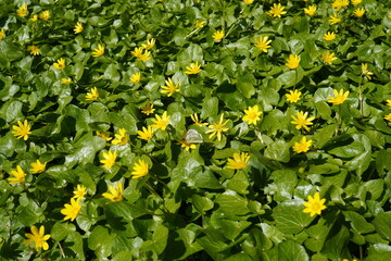 Lesser celandine (Ranunculus ficaria) yellow flowers and green leaves background with a green-veined white butterfly on a flower