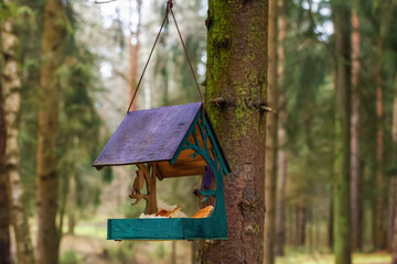 Wooden bird feeder attached to the trunk of a pine tree in the forest.