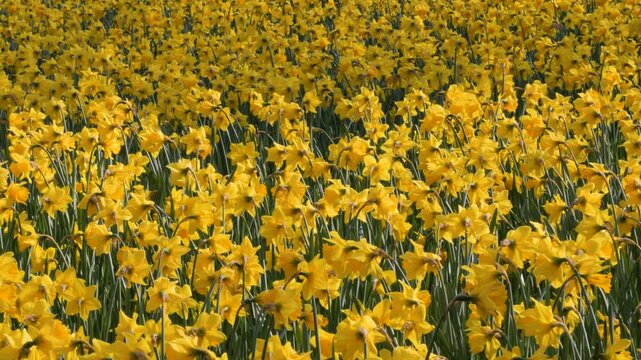 daffodils, field of sunny yellow flowers, camera pans left