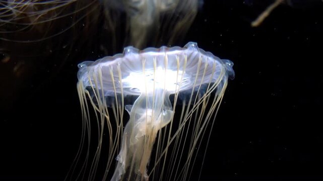 Jellyfish Japanese Sea Nettle Floating Extreme Closeup of Chrysaora Pacifica