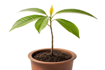 A young mango tree seedling with vibrant green leaves and a new sprout, planted in a terracotta pot filled with rich soil, symbolizing growth and new beginnings
