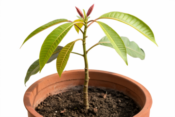 Vibrant green seedling thriving in a terracotta pot, showcasing healthy new leaves and vigorous development, symbolizing organic growth and the essence of nature