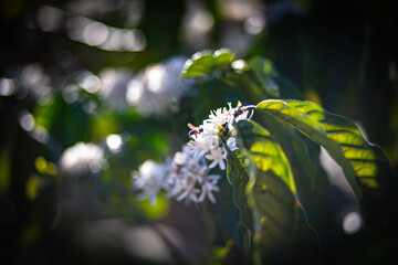 coffee flowers