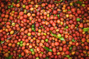 ripe coffee cherries