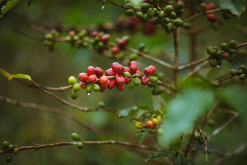 coffee cherries on the branch