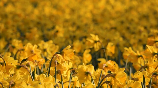 daffodils, large collection of yellow flowers, shaded background in soft focus, flowers move in breeze