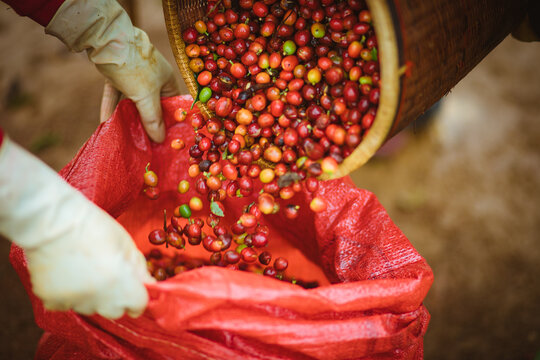 harvest coffee