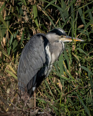 A grey heron (Ardea cinerea) stands motionless among tall green reeds, its sleek feathers and long neck clearly visible in the natural light. Captured in its typical wetland habitat, this photo is