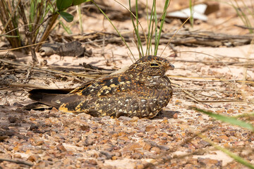 Nannochordeiles pusillus 
