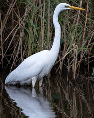 A great egret wading in calm, shallow water beside tall reeds, with its reflection visible on the surface. The bird's elegant posture and pure white plumage contrast beautifully with the natural