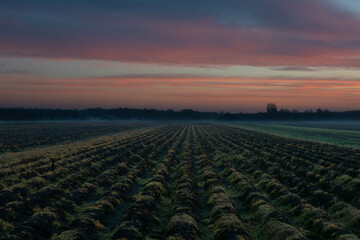 Obraz premium Unreal landscape before sunrise; red clouds, glowing weeds in the field and ground mist in the distance