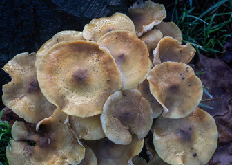 Cluster of Wild Mushrooms on a Forest Floor. Armillaria Ostoyae. Top view