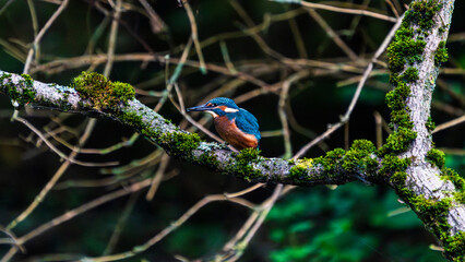 Ein wundersch&ouml;ner Eisvogel auf einem mit Moos bewachsenen Zeig