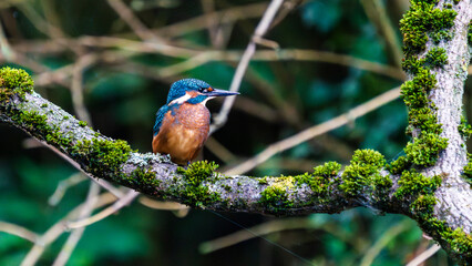 Ein wundersch&ouml;ner Eisvogel auf einem mit Moos bewachsenen Zeig