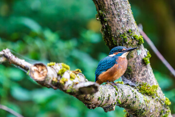 Ein wundersch&ouml;ner Eisvogel auf einem mit Moos bewachsenen Zeig