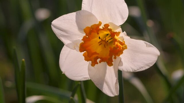 white and orange daffodil flower, close up gently bouncing in spring breeze, backlit by bright sunshine, insects in centre