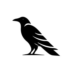 Obraz premium crow on a white background