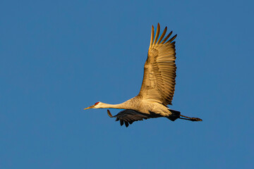 A sandhill crane, Antigone canadensis, flies above the Jasper-Pulaski Fish and Wildlife Area