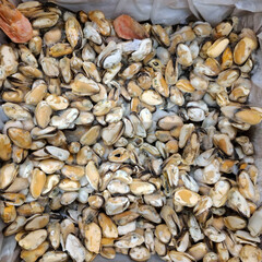 Frozen mussels and prawns, seafood in a supermarket refrigerator