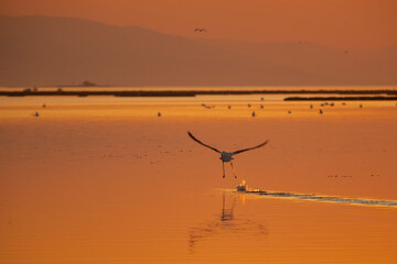 Flamingo Taking Off at Golden Sunset Over Calm Water with Splash Trail