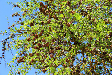 Young branches of European larch (Larix decidua)