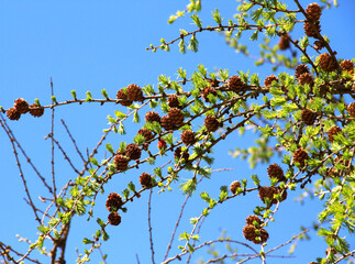 Young branches of European larch (Larix decidua)