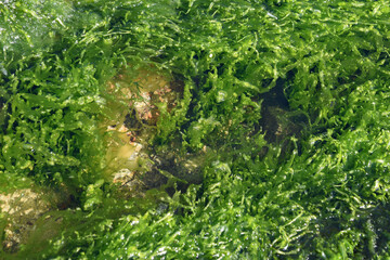 Natural sea background with green algae