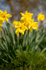 Fototapeta premium Yellow daffodils in bloom symbolizing spring, renewal and seasonal nature. Bright flowers in natural light, suitable for seasonal, botanical and holiday concepts.
