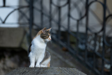 Kot siedzący na słupku © M