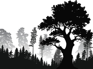 oak black tree in fir forest on white