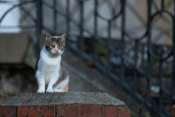 Kot siedzący na słupku © M