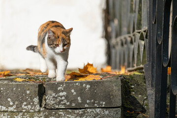 Kot schodzący po kamiennych schodach wśród liści © M