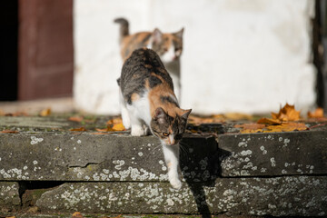 Koty schodzące po kamiennych schodach jesienią © M