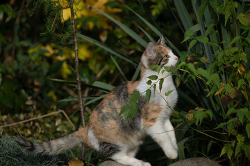 Kot w ogrodzie jesienią