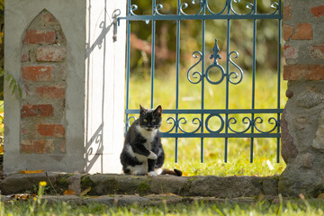 Kot siedzący przy bramce do ogrodu © M