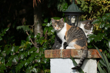 Kot siedzący na murku w ogrodzie © M