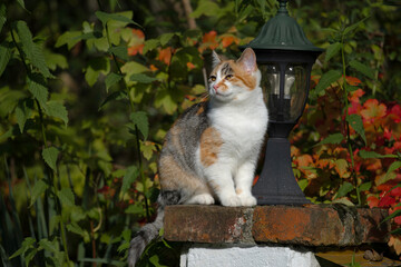 Kot w ogrodzie jesienią © M