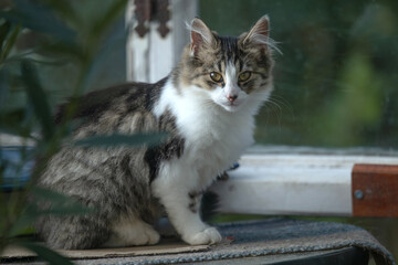 Kot w oranżerii © M