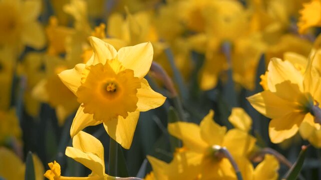 close up daffodil, bright orange and yellow flower gently moving in breeze, surrounded by other daffodils