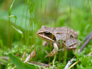 frog in the moss