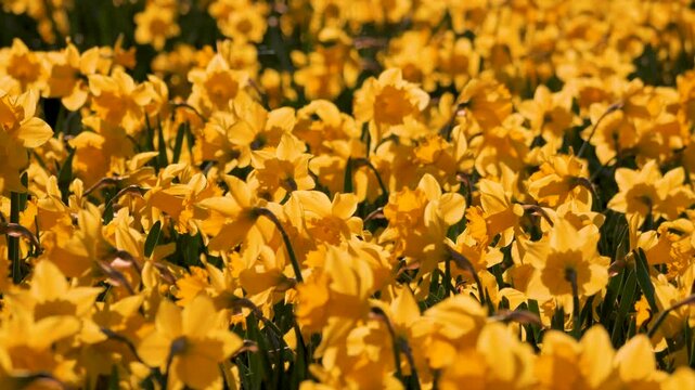 bright field of crowded yellow daffodil flowers, brightly backlit in the sunshine, rippling as breezes pass through