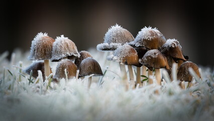 Inkcap Mushrooms (Coprinus sp.) covered in hoarfrost growing in winter grass &ndash; common fungi in the Czech Republic