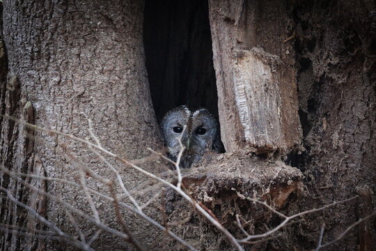Tawny Owl (Strix aluco) peering from a tree cavity at daytime &ndash; a common forest owl in the Czech Republic