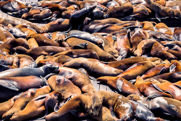 Sea Lions Pier 39