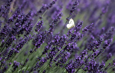 butterfly in lavender field  © reif.dk