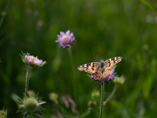 butterfly on a flower